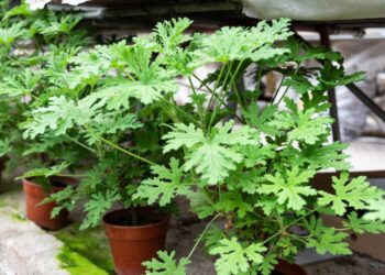 citronela planta repelente