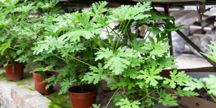 citronela planta repelente