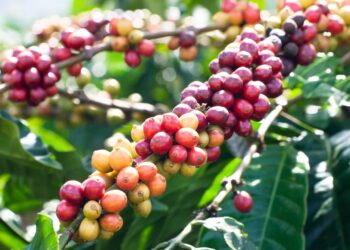 Tenha um pé de café abundante e saudável com dicas de jardinagem