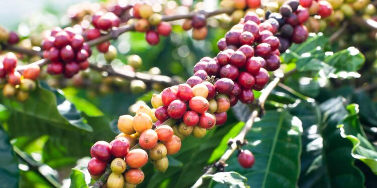 Tenha um pé de café abundante e saudável com dicas de jardinagem