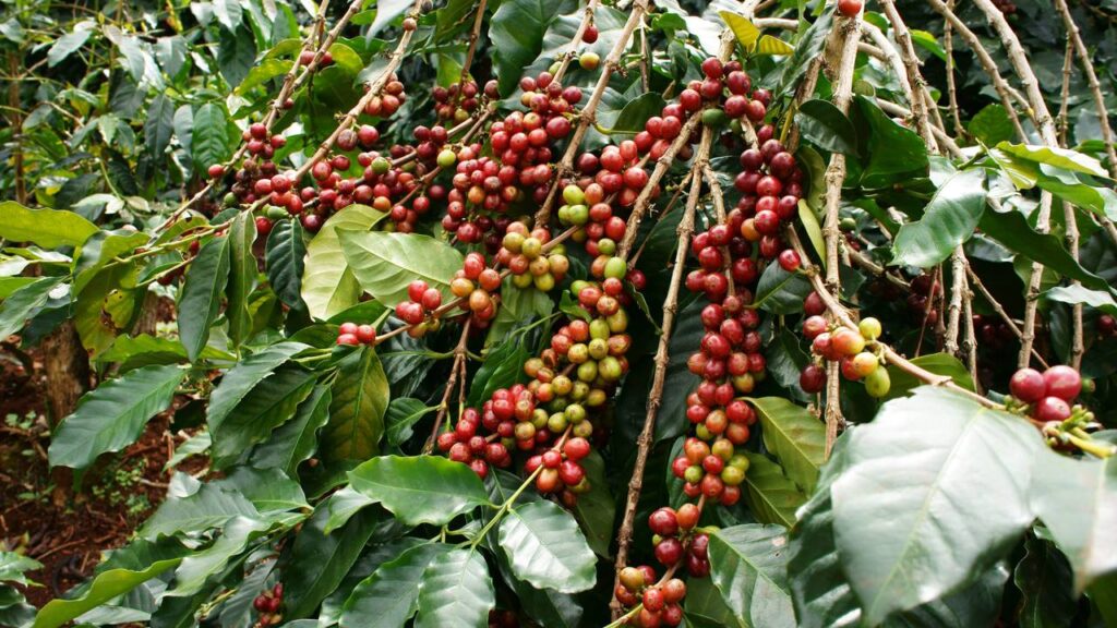 Tenha um pé de café abundante e saudável com dicas de jardinagem