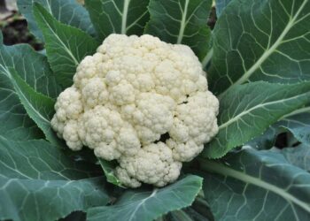 Tenha uma pequena plantação de couve-flor em casa com dicas que funcionam