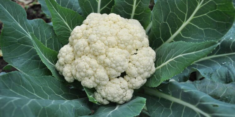 Tenha uma pequena plantação de couve-flor em casa com dicas que funcionam