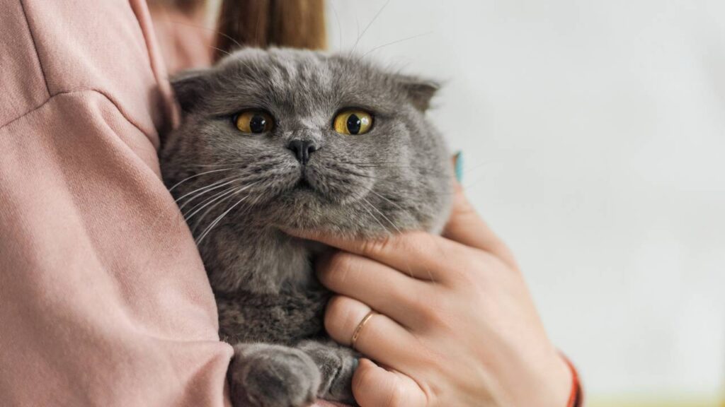 Falsas crenças sobre os gatos que você deve deixar de acreditar