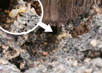 Cupins se tornam mais agressivos no verão e este é o sinal de alerta