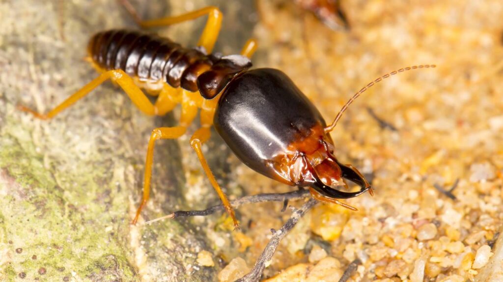 um cupim em destaque