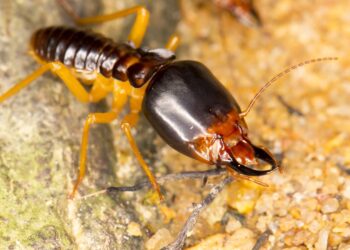 um cupim em destaque