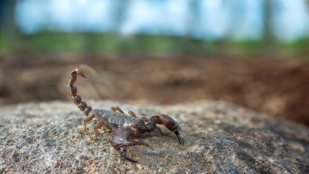 plantas para afastar escorpião do quintal