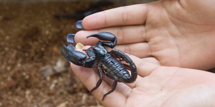 Entenda por que os escorpiões invadem casas no período chuvoso e quais cuidados evitam acidentes
