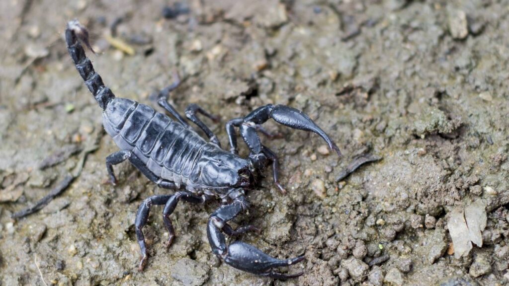 Entenda por que os escorpiões invadem casas no período chuvoso e quais cuidados evitam acidentes