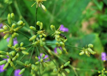 Como a erva-doce alivía colicas e o estresse no dia a dia