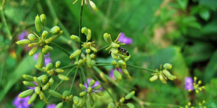 Como a erva-doce alivía colicas e o estresse no dia a dia