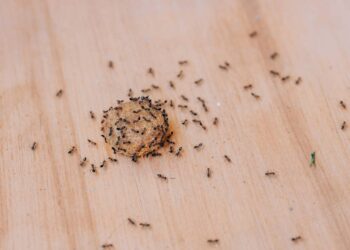 Basta uma folha para acabar com as formigas na cozinha