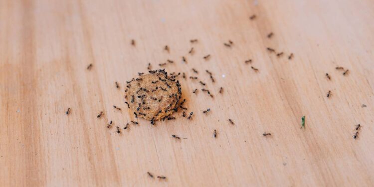 Basta uma folha para acabar com as formigas na cozinha