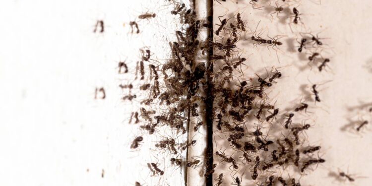 Por que as formigas invadem a casa no verão e como parar a infestação em 24 horas