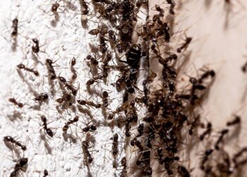 Formigas aglomeradas em um canto da casa
