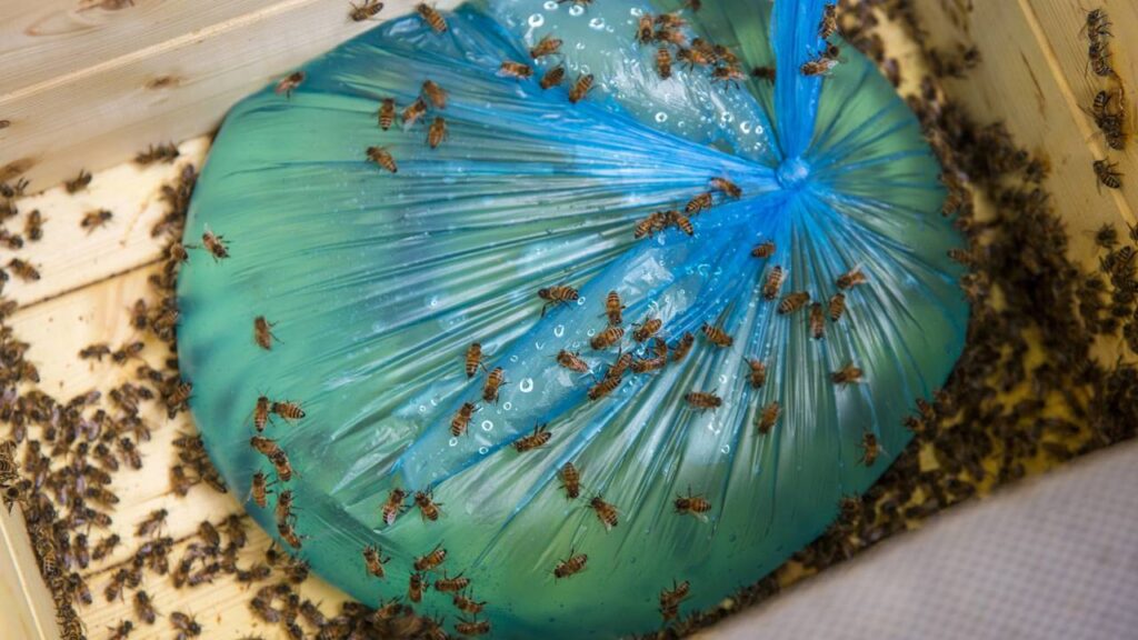 Lixo acumulado atrai mais insetos para a casa