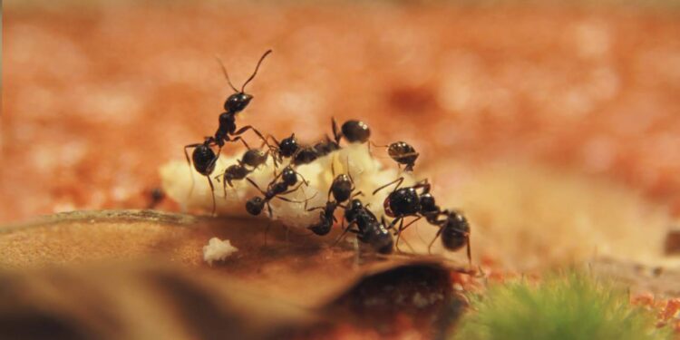 O truque simples que faz as formigas sumirem da cozinha em poucas horas