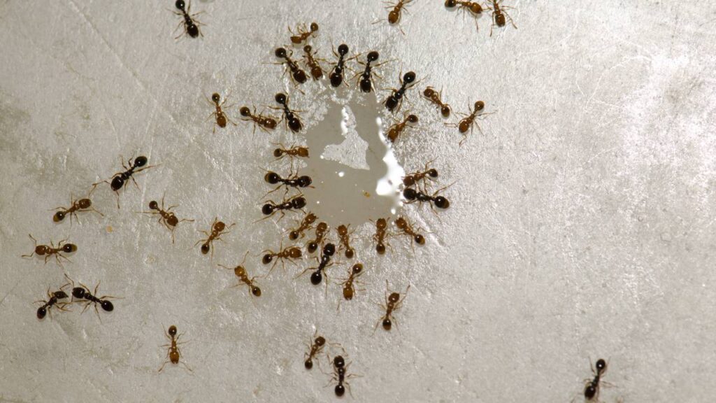 acabar com as formigas de casa com limão