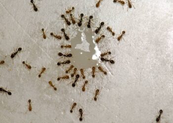 acabar com as formigas de casa com limão