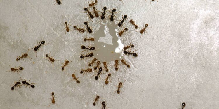 acabar com as formigas de casa com limão