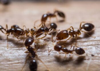 Misturinha simples que espantam formigas da sua casa