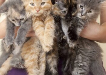 nomes para gatinhos bricalhões