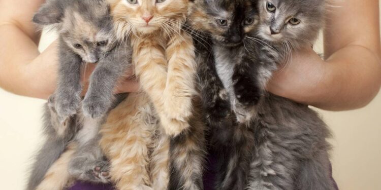 nomes para gatinhos bricalhões