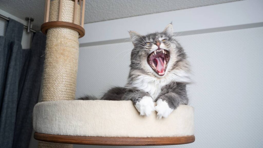 como fazer seu gato parar de arranhar o sofá