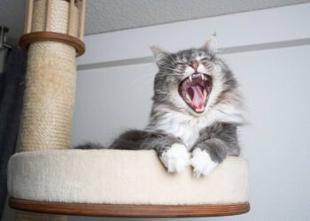 como fazer seu gato parar de arranhar o sofá