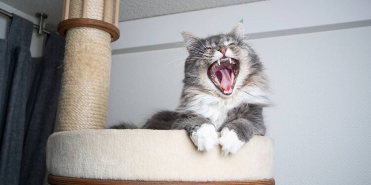 como fazer seu gato parar de arranhar o sofá