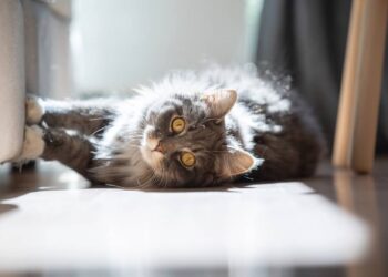 gato arranhando móvel