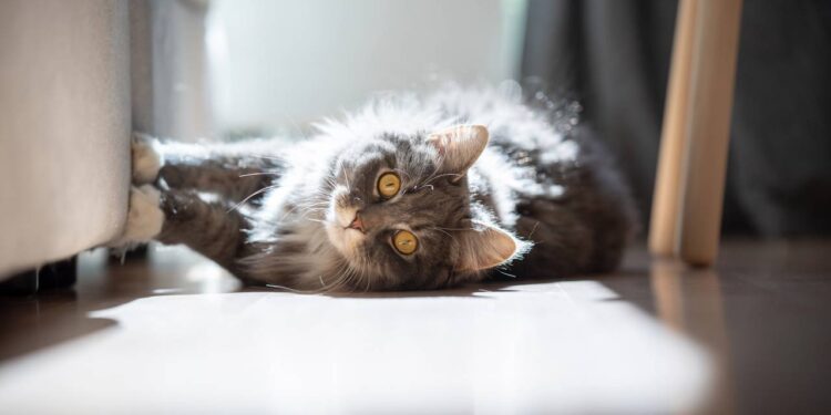 gato arranhando móvel