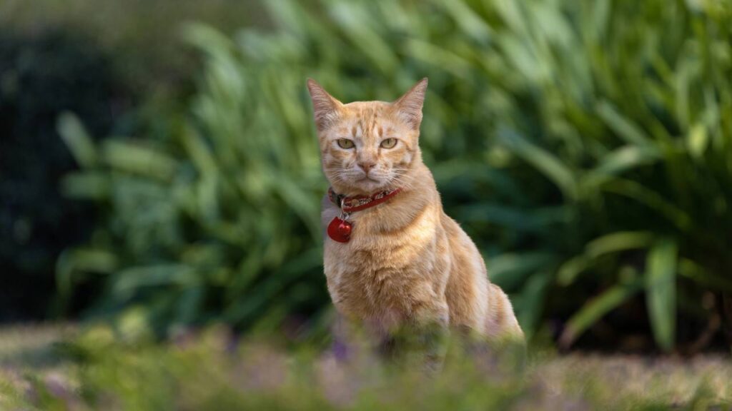 gatos usando coleira