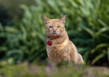 gatos usando coleira