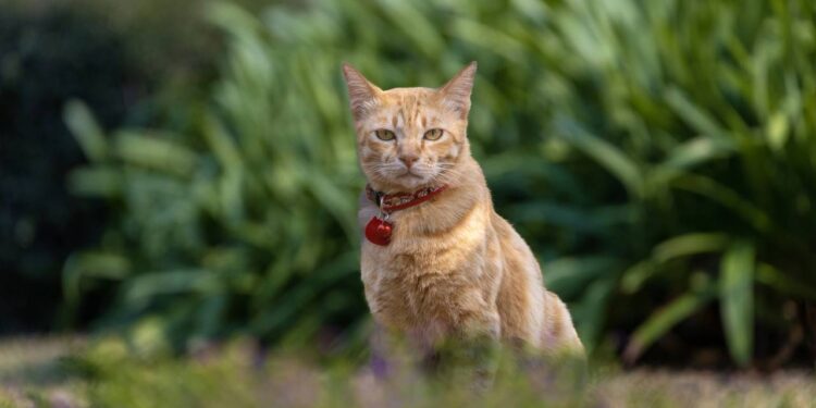 gatos usando coleira