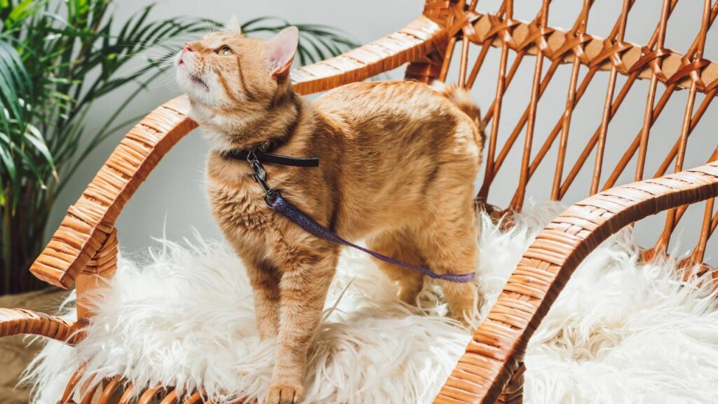 gatos usando coleira