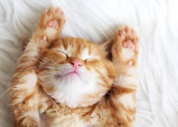 gato laranja filhote