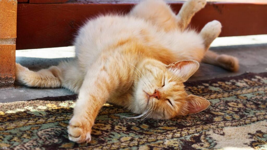 nome para gatinho preguiçoso