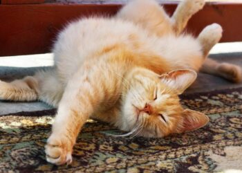 nome para gatinho preguiçoso