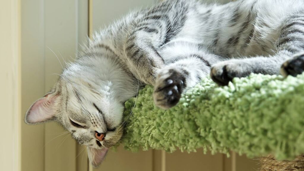 nome para gatinho preguiçoso