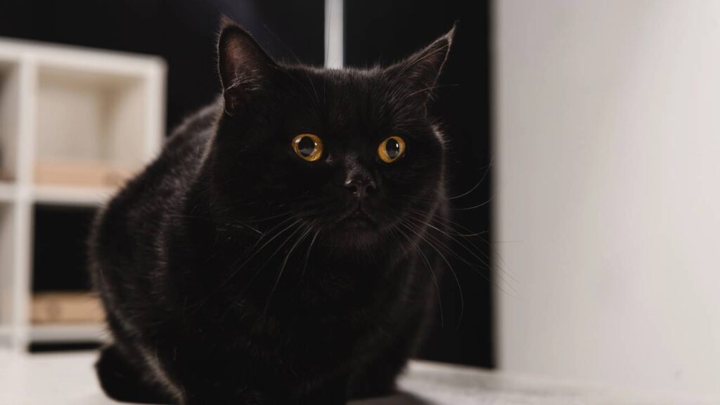 nome para gatinhos pretos