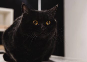 nome para gatinhos pretos