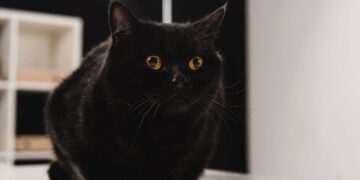 nome para gatinhos pretos