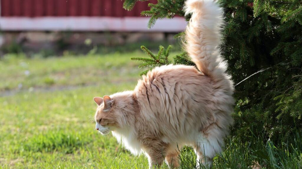 Gatos machos fazendo xixi pela casa