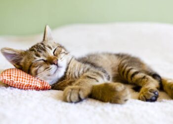 gato filhote dormindo