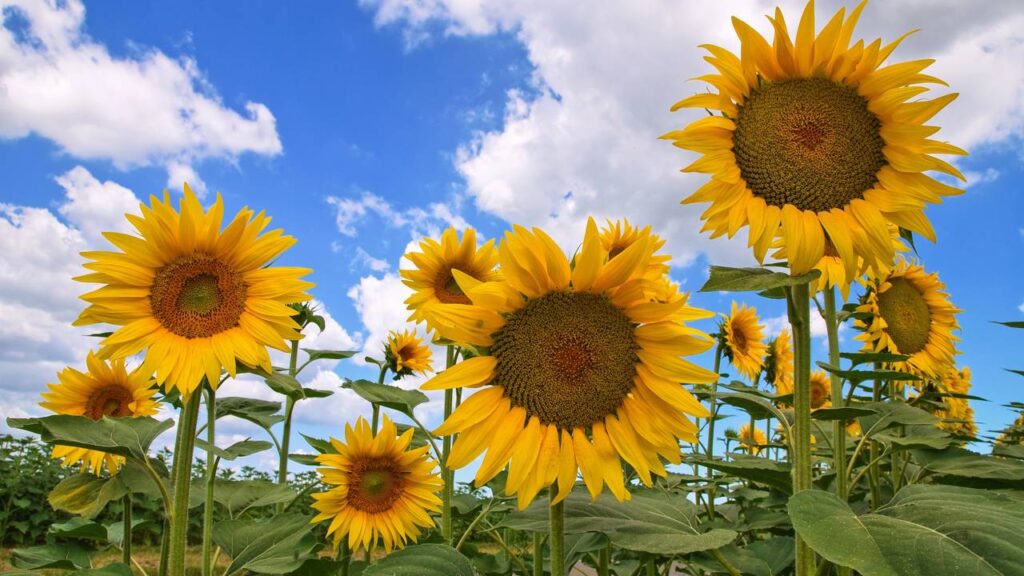 Aprender a plantar girassol em vaso pode ser mais simples do que parece e muito mais bonito