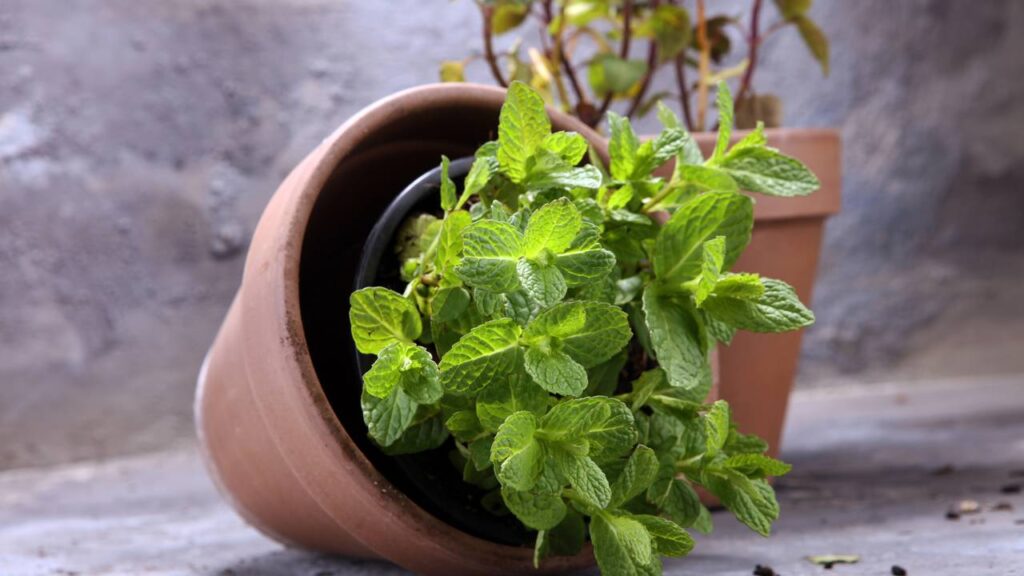 Plantar hortelã no vaso funciona, mas só se você evitar esse erro comum