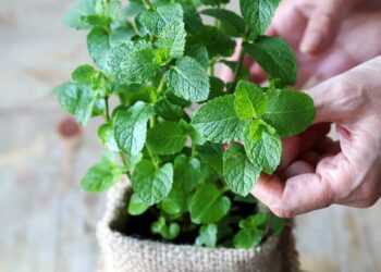 Plantar hortelã no vaso funciona, mas só se você evitar esse erro comum