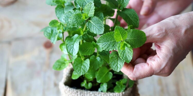 Plantar hortelã no vaso funciona, mas só se você evitar esse erro comum